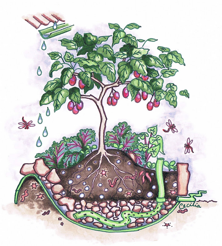 wicking bed garden plans